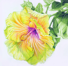 A colored pencil drawing of an orangy Georgia's Pearl Hibiscus in a Conservatory in Rochester, NY. 2013