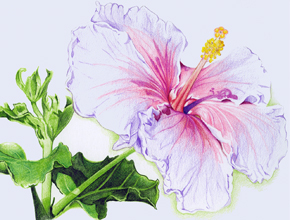 A colored pencil drawing of a purply Renaissance Blue Hibiscus in a Conservatory in Rochester, NY. 2013
